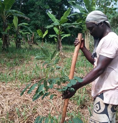 Yao plante des arbres à la Ferme Aménopé Togo Permaculture