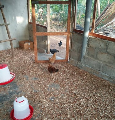 Le poulailler de la Ferme Aménopé Togo Permaculture