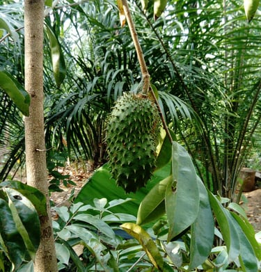 Fruit du Corrossol à la Ferme Aménopé Togo Permaculture