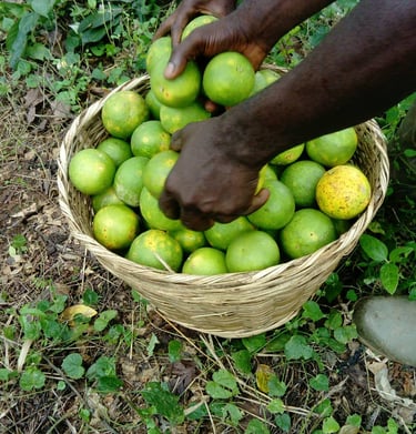 Les oranges de la Ferme Aménopé Togo, vertes à l'extérieur mais bien juteuses à l'intérieur