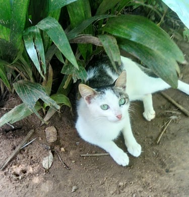 Les chats indispensables à la Ferme Aménopé Togo Permaculture