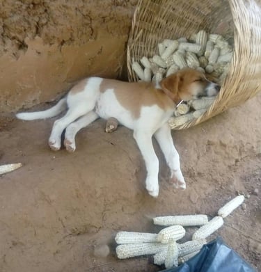 Les chiens de la Ferme Aménopé Togo Permaculture