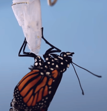Butterfly from chrysalis