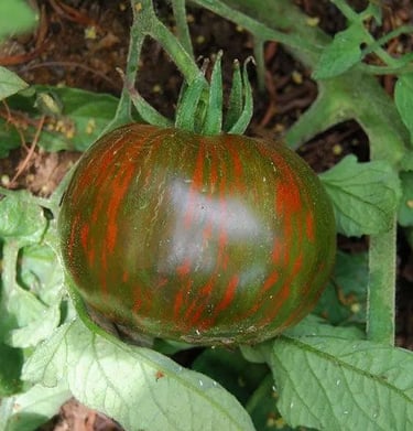 Black Zebra Tomato