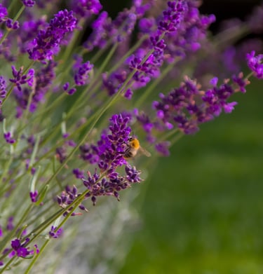 Eine Biene sammelt Nektar auf einer Lavendelblüte