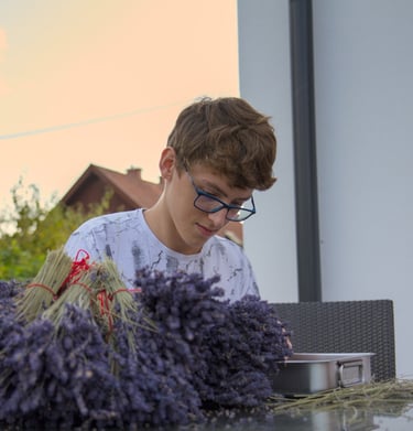 Die geernteten Lavendelblüten werden verarbeitet