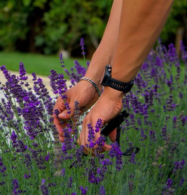 Der Lavendel wir von einer kräftigen Hand geerntet