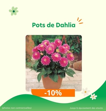 Promotions : pots de Dhalia en réduction à -10%