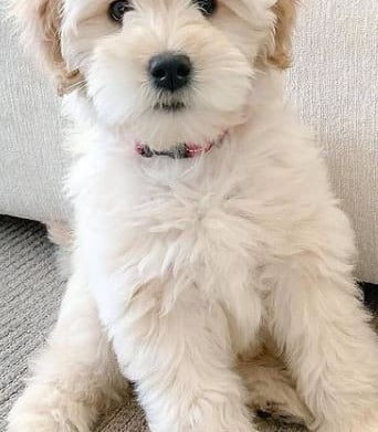 Adorable white puppy bringing comfort and joy as a symbol of God’s unconditional love