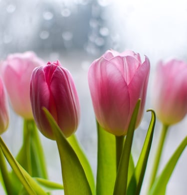 Pink tulips representing God’s grace and gentle transformation