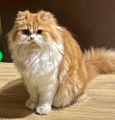 Tommy - Single Male Orange & White Domestic Long Hair