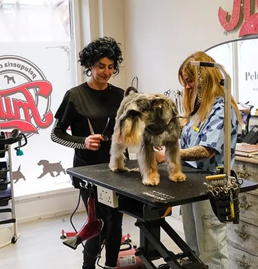 curso de peluqueria canina en madrid