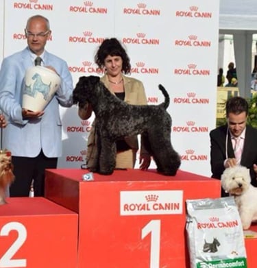 peluqueria canina de exposición