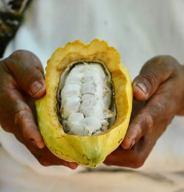Cacao de la sierra nevada de santa marta