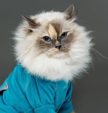 Gago blanco, esponjoso, con sueter azul.