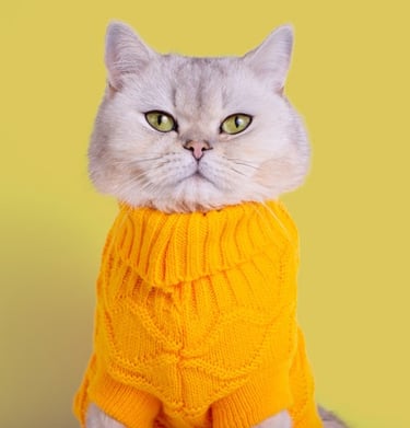 Gato con sueter amarillo y gesto enojado