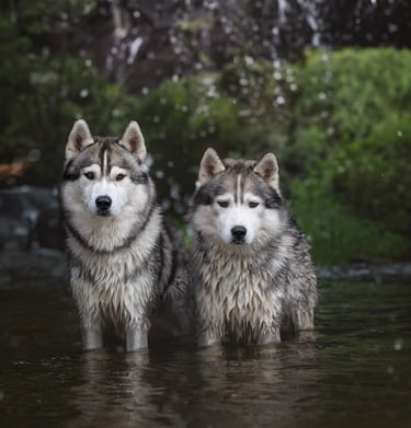 Zwei Huskys stehen in der Laaber