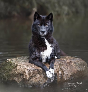 Schwarz-weißer Husky liegt auf einem Felsen im Bach.