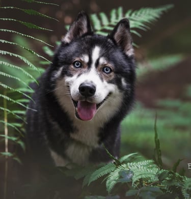 Agoutifarbener Huskyrüde mit blauen Augen