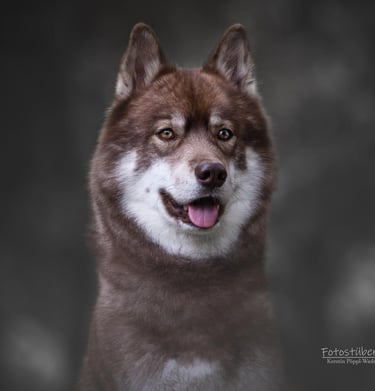 Husky mit kupferfarbigem Fell und bernstein farbigen Augen