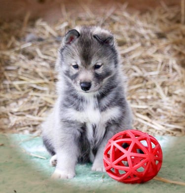 Huskywelpe beim Spielen im Freigehege.