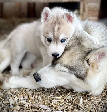 Huskywelpe spielt mit seiner Mama.