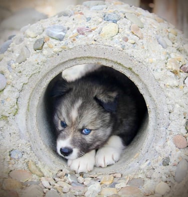 Huskywelpe liegt im Spieltunnel.
