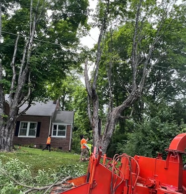 emercency tree removal