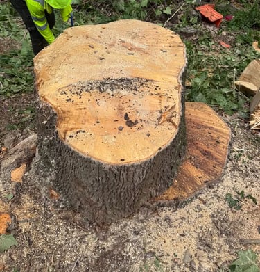 stump grinding