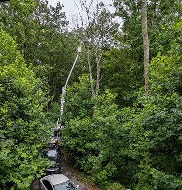emergency tree service