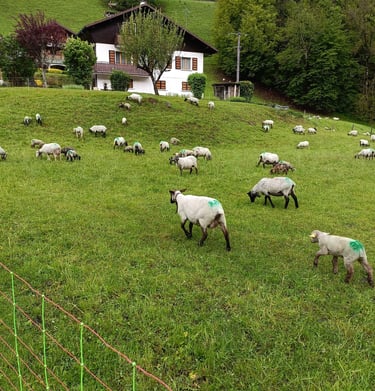 Les moutons de Saint Julien Mont Denis - Camping-car