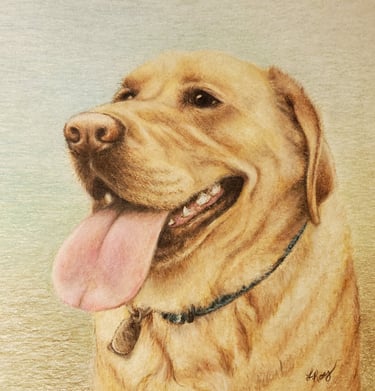 Yellow Lab, colored pencil on 11x14 paper, Laura Roy artist, 2019