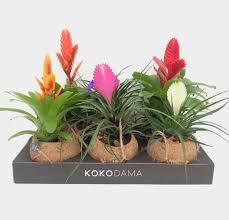 kokedama Bromeliad
