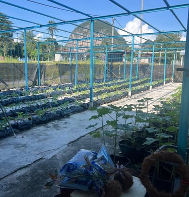 cocopeat untuk fertigasi