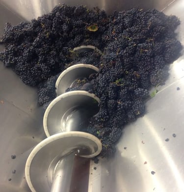 a bunch of grapes are being harvested in a machine