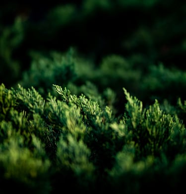 Hedge cutting/Trimming  Bridgwater Somerset UK