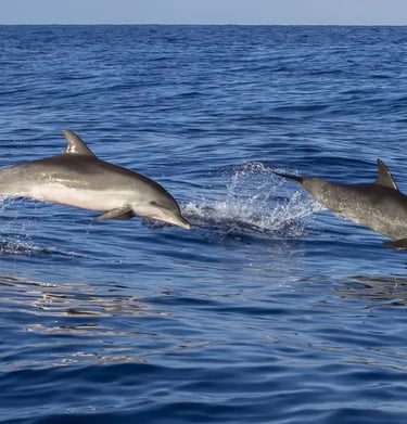 delfines en cantabria
