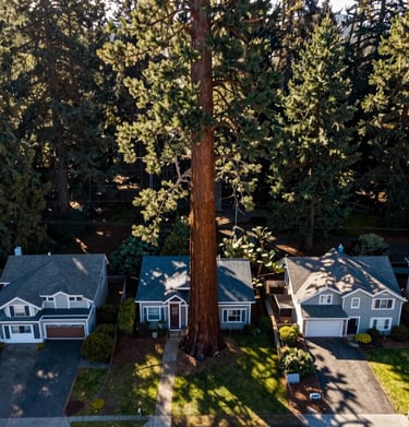 High-angle drone shot of a sequoia's shadow stretching across three suburban houses in Eugene, Oregon. Majestic scale, morning light, crisp details of the North American Pacific Northwest.