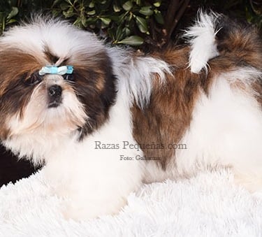 shih tzu