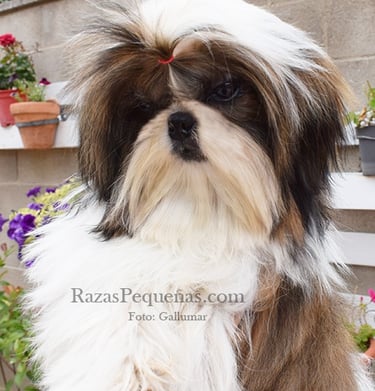 shih tzu