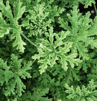 Citronella