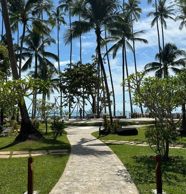 Cocotier et plage à Koh Samui
