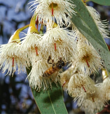 a bee on eucalyptus flowers