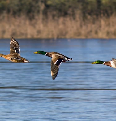 les oiseaux, la faune de l 'ain, les milles  étangs