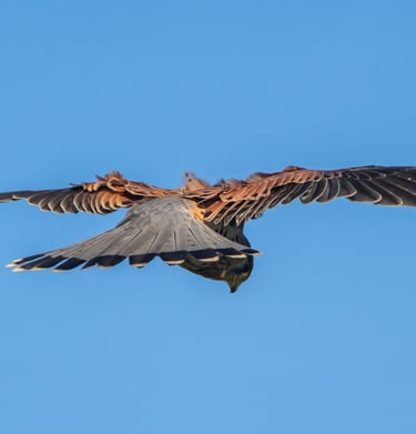 les oiseaux et la parc des oiseaux à villars -les dombes