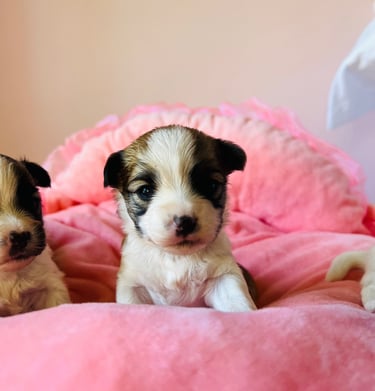two designer puppies sitting on top of a pink blanket