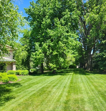 hamm lawn care 2