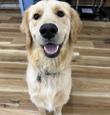 Dog Training in North Idaho.