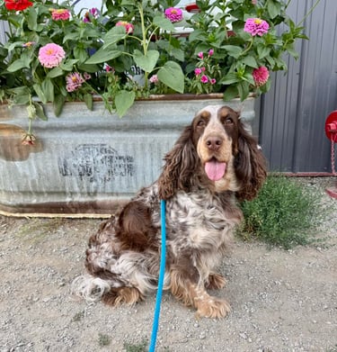 Dog board and train options in North Idaho.