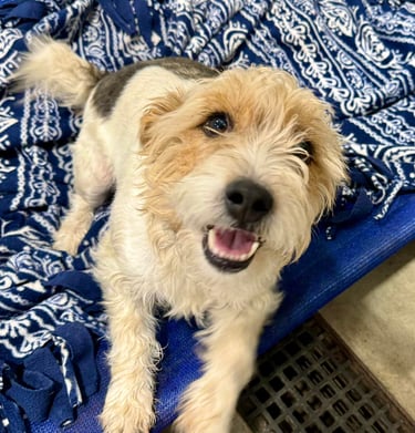 Dog kennel in North Idaho